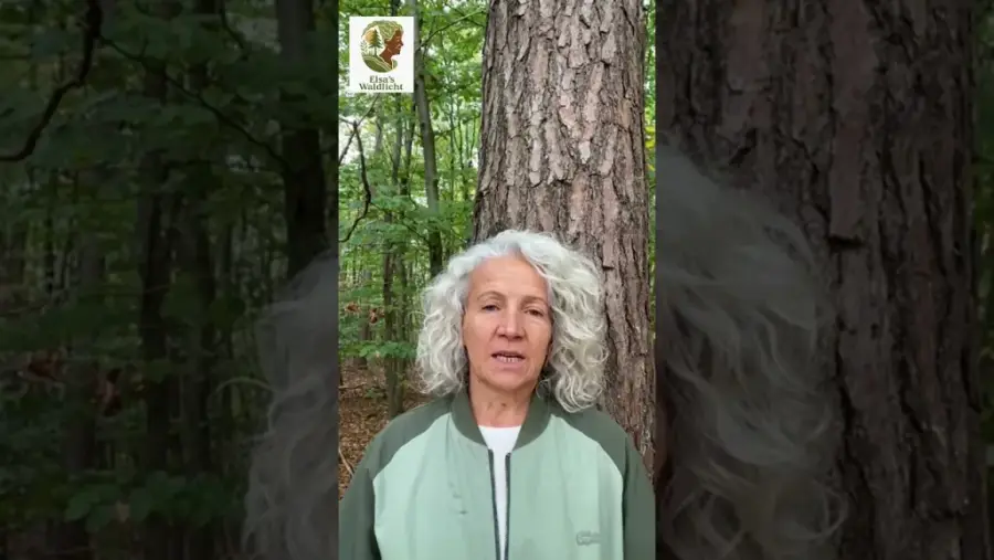 Elsa’s Waldlicht Video-Vorschau